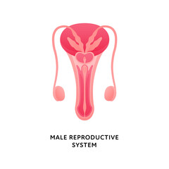 Human organ collection. Vector flat modern icon color illustration. Male reproductive system anatomy for urology. Penis with bladder and testicle.