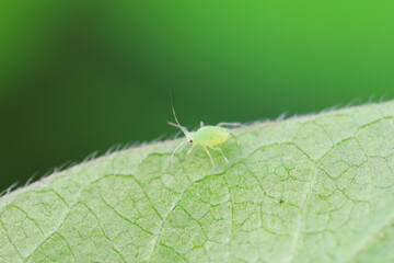 Wall Mural - Aphids crawling on wild plants, North China