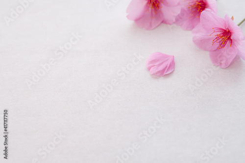 3輪の桜の花と花びら 背景に白い和紙 左側にコピースペース 河津桜 春 日本 Stock Photo Adobe Stock 3輪の桜の花と花びら 背景に白い和紙 左側にコピースペース 河津桜 春 日本 Stock Photo Adobe Stock