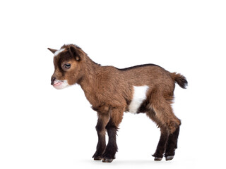 Leinwandbilder - Funny looking very small baby goat, standing side ways. Looking straight ahead. Isolated on white background.