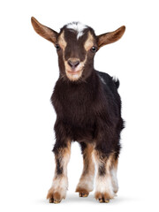 Leinwandbilder - Cute brown baby goat, standing facing front. Looking straight to camera showing both eyes. Isolated on a white background.