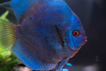 Poster - Blue fish from the spieces Symphysodon discus in aquarium. Freshwater aquaria concept