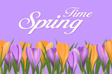 Fototapeta Tulipany - Spring poster with purple and yellow crocuses. Vector design of a spring bouquet of flowers for greeting the holiday Hello Spring
