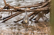grey heron at the nidda river bank