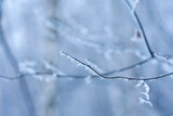 Fototapeta Dmuchawce - A tree branch in hoarfrost on a blurred background.