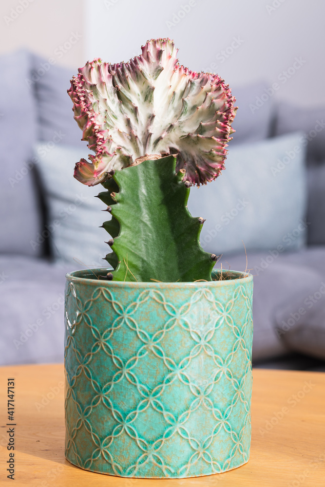 Foto de stock coral cactus euphorbia lactea cristata mermaid tail
