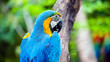 close up portrait of colorful blue and yellow macaw parrot Ara ararauna