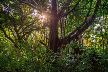 Old green tree, with big roots and krone in the jungle. Matapalo, Costa Rica, Central America.