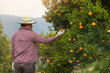 © skarie - Farmer or gardener with glove checking orange on the tree.