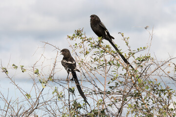 Kruger National Park: Magpie shrike