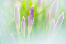  Blossoming Purple White Crocuses, Spring Awakening Background