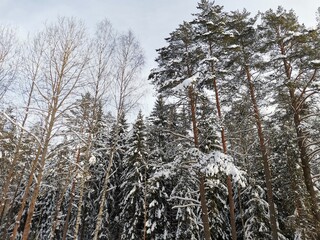 pine forest in winter