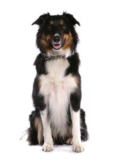 Poster - Tri Border Collie 1