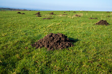 Mole Hills In A Field