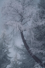 Wall Mural - Winterlandscape in the forest while snow is falling the ground