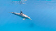 A spinner Dolphin in Brayka Bay, Red Sea, Egypt