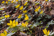 viele Winterlinge, eranthis cilicica, blühen gelb in der Frühlingssonne im Garten und bedecken den Boden 