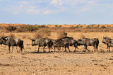Fototapeta Sawanna - beautiful landscape view in Namibia – Africa