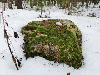 stone in the forest