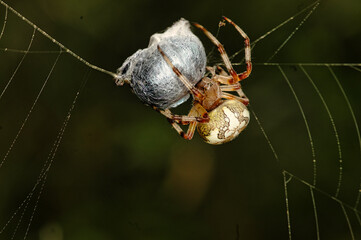 macro