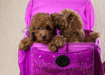 Two pups of that poodle of red brown color sit in a bright pink bag briefcase