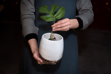 hands of woman planning to grow monstera plant in beautiful ceramic pot