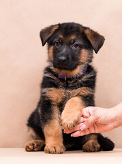 Poster - puppy gives paw, german shepherd in studio