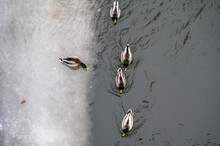 Ducks Viewed From Above In Winter