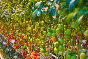 Ripe tomato plant growing in greenhouse