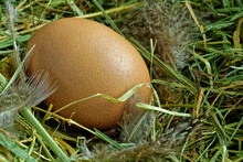 Close Up Of A Brown Chicken Egg Lies In A Nest Made Of Hay. There Are Loose Feathers In It..