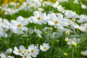 Wall Mural - White cosmos flowers in the garden