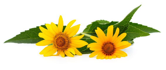 Wall Mural - Two yellow daisies with leaves.