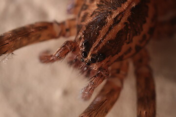 spider macro