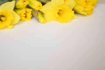 Beautiful bouquet of yellow daffodils flowers isolated on white background. Flat lay, top view. Spring flowers. Gift cards design idea