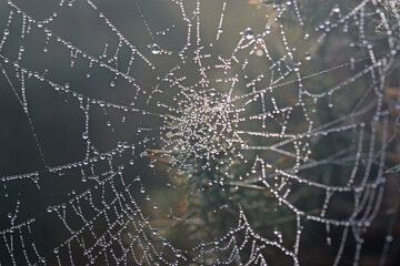 spider web with dew drops	