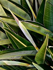 Wall Mural - leaves background