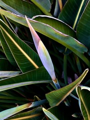 Sticker - close up of a plant bird of paradise 