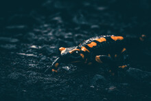 Moody Fire Salamander On The Ground Salamandra Salamandra