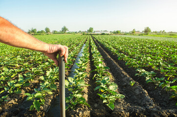 Farmer holds his hand on a shovel on background of eggplant plantation field. Examination of the result of hard physical labor. Farming and farmland. Growing food for sale on family farms.