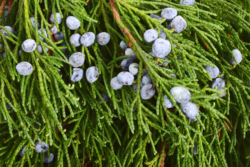 Ripe Juniper Berries Background (Juniperus Sabina). Medicinal Female Cones. Known as Savin Juniper.