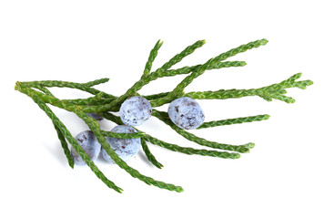 closeup on juniper (juniperus sabina) twig with berries (cones). known as savin juniper. isolated on