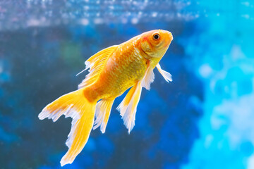 Wall Mural - Goldfish carassius auratus swims in a freshwater aquarium