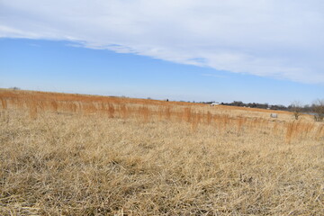 Wall Mural - Field