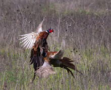 Ring-necked Pheasants Fighting