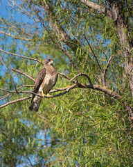 swainson's hawk in tree
