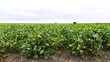 © RootX - field with soybean plants