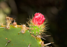 Close Up Of Red Flower Prickly Pear Cactus Fruit With Pre-blooming Flower, Vibrant Pink Red.
