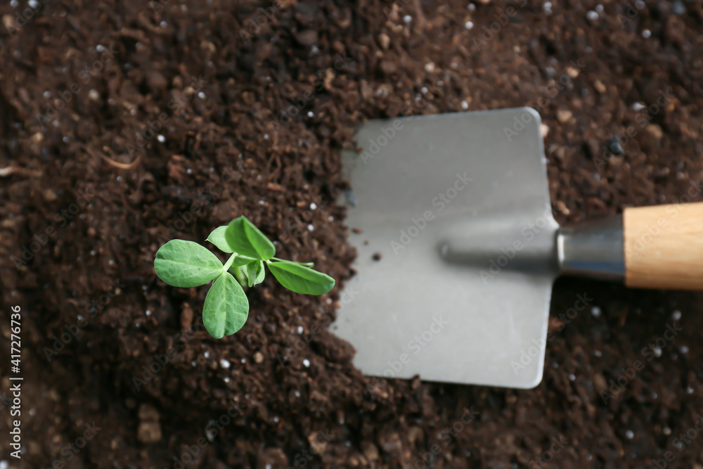 Planting of seedling in soil, closeup