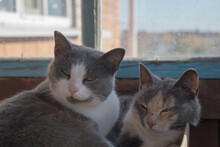 Two Tricolor Cats, Gray, White, Brown, Lying Lazily Squinting At Brown Wall And Old Wooden Window With Blue Frame And Dusty Glass Behind Which You Can See Blurred Corner Of Village House And Horizon.