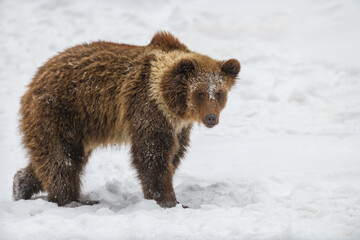 Wall Mural - wild adult brown bear (ursus arctos) in the winter forest. dangerous animal in natural habitat